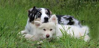 1 ﻿ what signs indicate that my dog is in heat? How To Calm Down A Female Dog In Heat 11 Tips Daily Dog Stuff