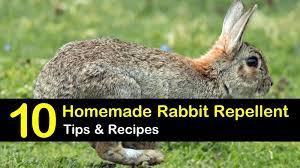 There are several homemade recipes you can make that are not only effective, but also very inexpensive. 10 Easy To Follow Rabbit Repellent Solutions