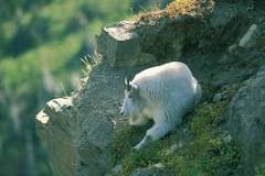 Image result for goats are good climbers