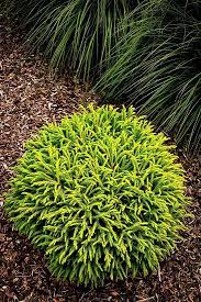 Dwarf Globe Japanese Cedar Immergruner Garten Hof Landschaften Vorgarten Anlegen