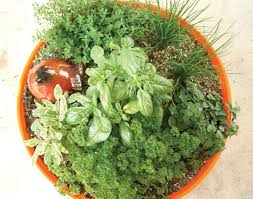 Try these container herb garden combinations to grow the essential cooking herbs fresh in one pot to increase the flavor of your food. Herb Container Gardens Flourish Offer Tasty Rewards Home And Garden Yakimaherald Com