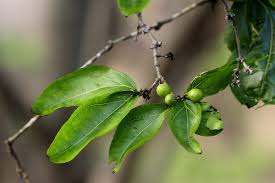 Image result for Strychnos potatorum