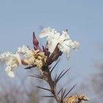 Image result for Catophractes alexandri