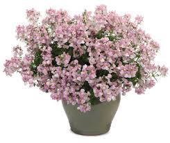 Image result for Nemesia