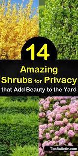 14 Amazing Shrubs For Privacy That Add Beauty To The Yard Shrubs For Privacy Fast Growing Privacy Shrubs Privacy Hedges Fast Growing