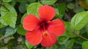 Care Of Hibiscus China Rose Gudhal Youtube Top 10 dialogues of anant maheshwari at toi dialogues: