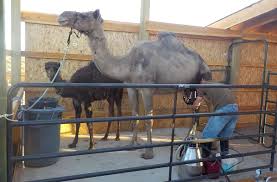 .processed camel moves mycalc.xls to a file named /tmp/processed instead of moving it to the not sure i understand, you mean the content of mycalc.xls is moved to a file named processed under tmp folder? Colorado Couple Quits Day Jobs To Run A Camel Dairy Colorado Public Radio