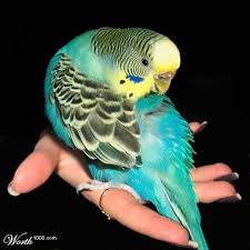 Parakeet Pet Birds Parakeet Budgies