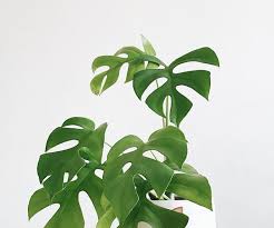 Move Over Monstera These Are The 5 Next Big Indoor Plants Homes To Love