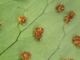 Image result for Triplophyllum