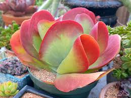 Image result for Kalanchoe thyrsiflora