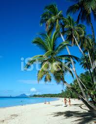 We did not find results for: Palm Trees On Martinique Beach Stock Photos Freeimages Com