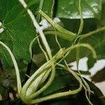 Image result for Trochomeria macrocarpa