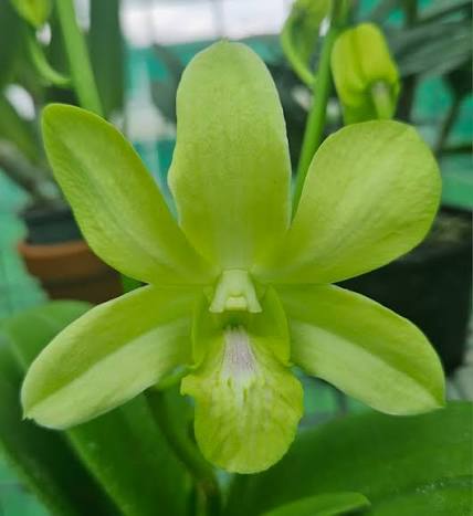 Den. Aridang Green 'Green Apple'