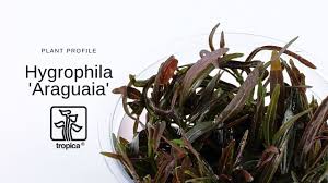 Image result for Hygrophila