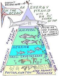 Pin By Shannon Pinkowski On Ecosystems Energy Pyramid Science Teaching Resources Food Chain