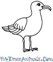 Oi look it's seagle he's such a midget. How To Draw A Cartoon Seagull