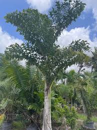 Image result for Caryota urens