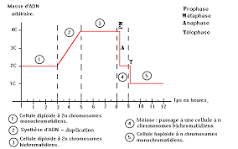 Les mécanismes de la méiose - Maxicours