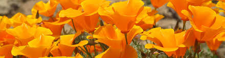 From wikimedia commons, the free media repository. Floral Native Nursery Chico Ca