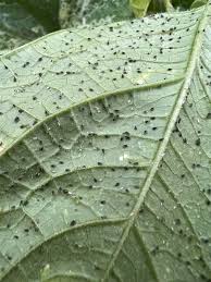 Image result for spider mites on cucumbers