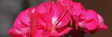 Image result for foto muškáty