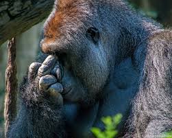 Maybe you would like to learn more about one of these? Harambe Middle Finger Blank Template Imgflip