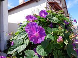 Ipomoea Acuminata Em Portugues Campainhas Planting Flowers Plants Loma