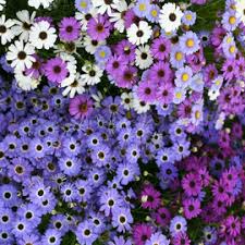 Image result for Brachycome