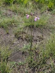 Image result for Chamaeclitandra henriquesiana