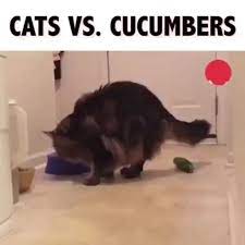 Cat Vs Concumber Cat Concumber Funny Animals Cute Funny Animals Cats