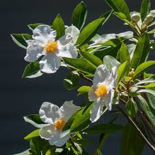 Image result for Limosella grandiflora