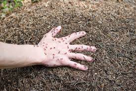 How long do fire ant bites last? How To Treat Fire Ant Stings Good News Pest Solutions Green Pest Control In Sarasota