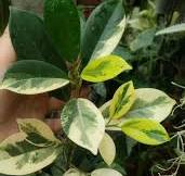 Ficus type identification help needed