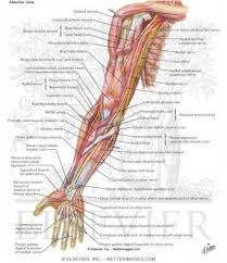 You can see it running just underneath the biceps. Lc 0052 Upper Human Body Diagram Download Diagram