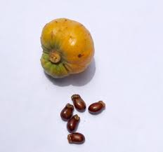 Image result for Cordia monoica