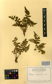 Image result for Asplenium diplazisorum