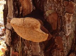 Image result for Phellinus pini