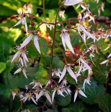 Image result for Galiniera saxifraga