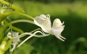 Image result for Habenaria dregeana