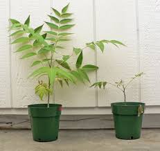 Walmart.com has been visited by 1m+ users in the past month Verticillium Wilt Refresher Msu Extension