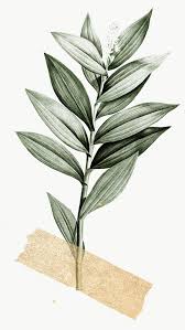 That you can download to your computer and use in your designs. Tropical Leaves With Tape Transparent Png Premium Image By Rawpixel Com Adj Paper Background Texture Hand Drawn Flowers Aesthetic Stickers