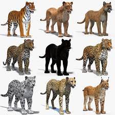Pin By رائد مسعد احمد البدوي On القطط الكبيرة Big Cats Cats 3d Model