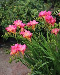 Freesia Single Pink Buy Online At Annie S Annuals