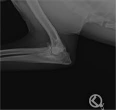 Hat der tierarzt bei ihrem hund arthrose diagnostiziert, wird er dem vierbeiner in der regel medikamente verordnen. Arthrose Beim Hund Was Sie Wissen Sollten Tierlando