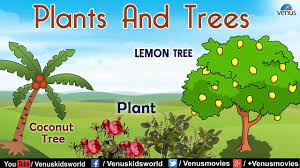 Free download hd or 4k use all videos for free for your projects. Plants And Trees Youtube