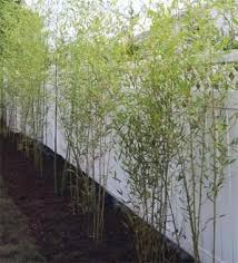 Another way you can get rid of your bamboo is to basically starve it. Bamboo Removal Backyard Garden Landscape Bamboo Landscape Small Backyard Gardens