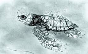 Maiden Voyage By Kathleen Kelly Thompson Sea Life Art Sea Turtle Drawing Turtle Drawing