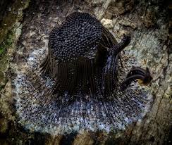 Image result for Stemonitis fusca