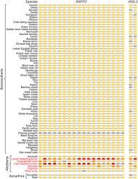 Now this is the next tale, and it tells how the camel got his big hump. Plos Biology Loss Of Rxfp2 And Insl3 Genes In Afrotheria Shows That Testicular Descent Is The Ancestral Condition In Placental Mammals